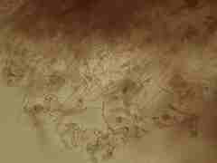 Ascocoryne cylichnium