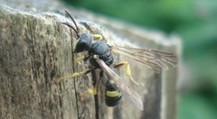 Cerceris rybyensis