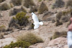 Chroicocephalus serranus