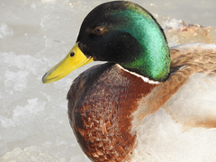 Anas platyrhynchos