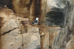 Larus belcheri