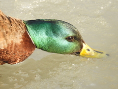 Anas platyrhynchos