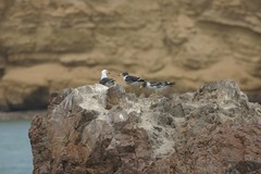 Larus belcheri
