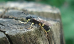 Cerceris rybyensis
