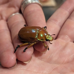 Anoplognathus montanus