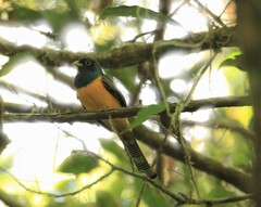 Trogon rufus