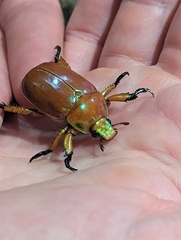 Anoplognathus montanus