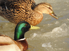 Anas platyrhynchos