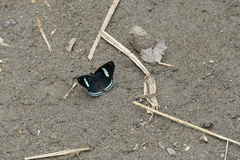 Diaethria clymena