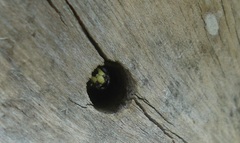 Cerceris rybyensis