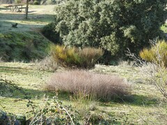 Rumex induratus