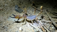 Anuroctonus pococki pococki