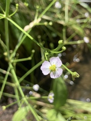 Alisma plantago-aquatica