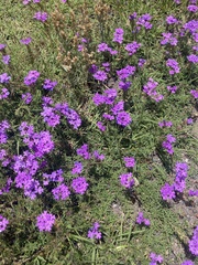 Glandularia tenera