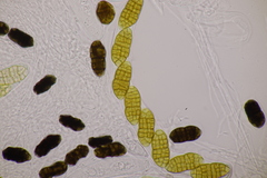 Cucurbitaria berberidis