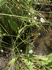 Alisma plantago-aquatica