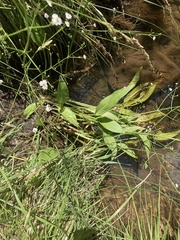 Alisma plantago-aquatica