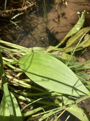 Alisma plantago-aquatica