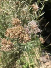 Campovassouria cruciata
