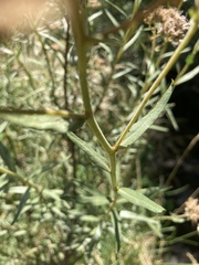 Campovassouria cruciata