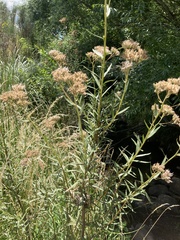 Campovassouria cruciata