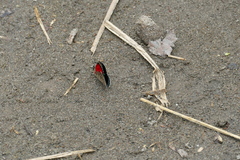 Diaethria clymena