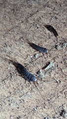 Allacrotelsa spinulata