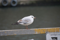 Chroicocephalus ridibundus