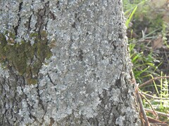Parmelina tiliacea