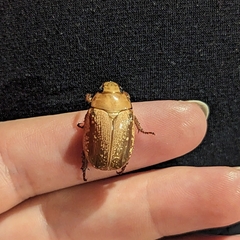 Anoplognathus concolor