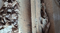 Allacrotelsa spinulata