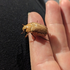 Anoplognathus concolor