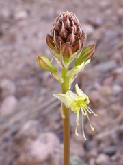 Eremurus zoae