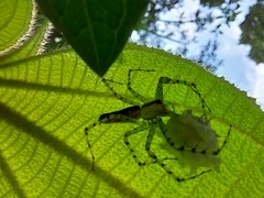 Peucetia rubrolineata