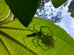 Peucetia rubrolineata
