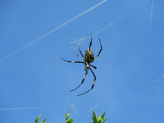 Trichonephila senegalensis