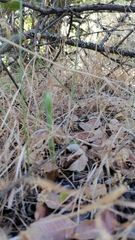 Brachystele unilateralis