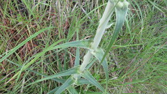 Eryngium horridum