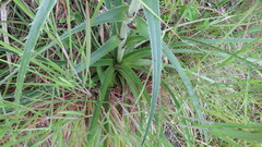 Eryngium horridum