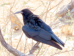Corvus capensis capensis