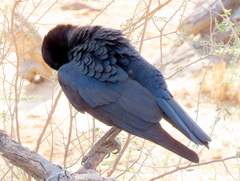 Corvus capensis capensis