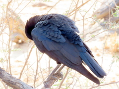 Corvus capensis capensis