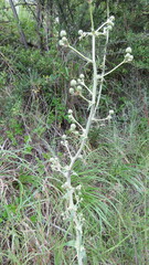 Eryngium horridum
