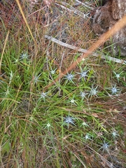 Eryngium ovinum