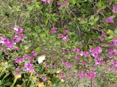 Ascia monuste monuste