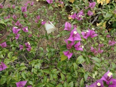 Ascia monuste monuste