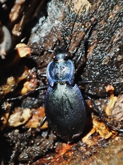 Carabus amplipennis