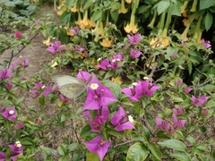 Ascia monuste monuste