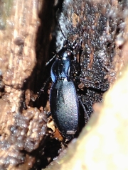 Carabus amplipennis