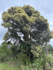 Metrosideros kermadecensis